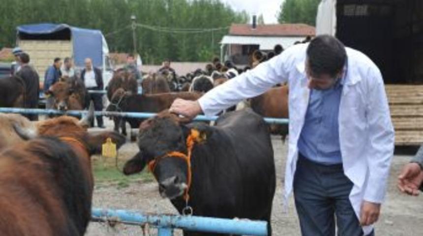 Bilecik'te Kurbanlık Pazarı Kontrol Altında