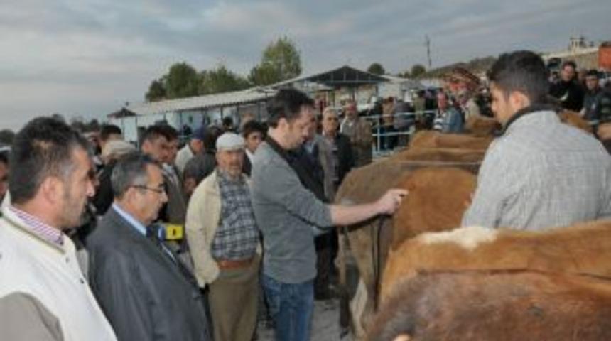 Kurbanlıklara Ultrasonlu Kontrol