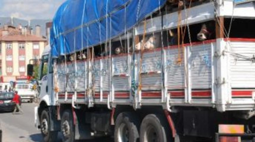 Tokat&rsquo;tan İstanbul&rsquo;a Kurbanlık Sevkiyatı