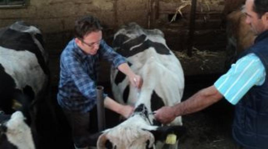 Pazarlar&rsquo;da Hayvanlara Şap Ve Veba Aşısı Yapıldı