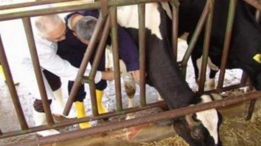 Bursa'da 172 Bin B&uuml;y&uuml;kbaş Hayvan Aşılanacak