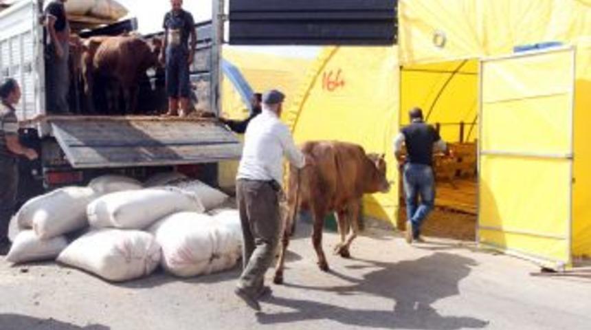 Yenimahalle&rsquo;de Kurbanlıklar Alana Indi