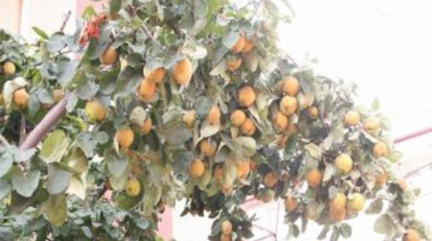 Yozgat&rsquo;ta Ayva Ağa&ccedil;larında &Uuml;r&uuml;n Bolluğu Yaşanıyor