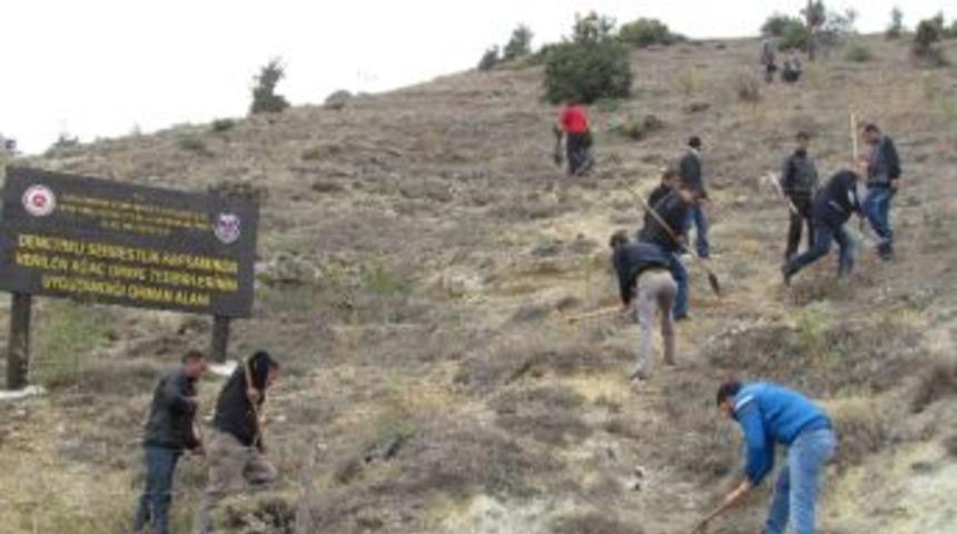 Denetimli Serbestlikten Yararlanan 15 Kişi, 750 Fidan Dikti