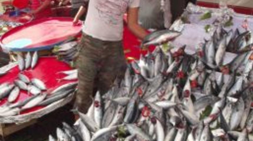 Balık&ccedil;ı Tezgahlarında Palamut Bolluğu