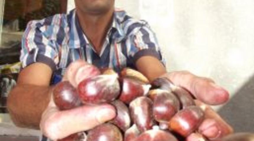 Kış Mevsiminin Habercisi Kestane Pazara Indi