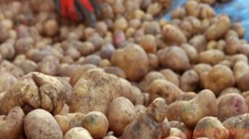 Kentliyi K&ouml;yl&uuml; Yapan Sebze: Patates