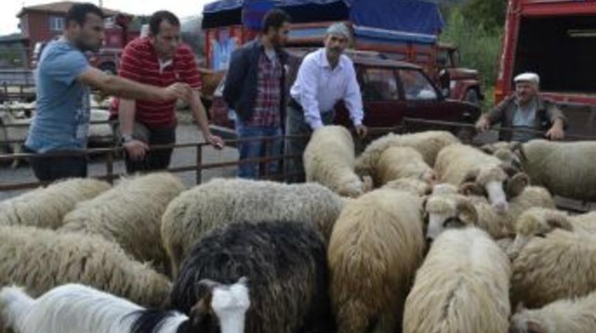 On koyun alana ikisi bedava kampanyası