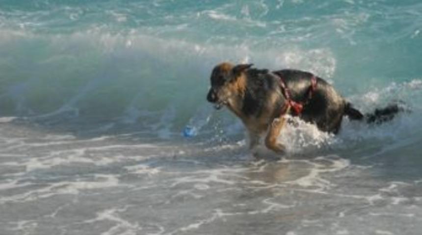 K&ouml;peğin Deniz Keyfi