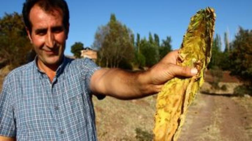 Şebinkarahisar&rsquo;da T&uuml;t&uuml;n &Uuml;retiminde &ldquo;yunan&rdquo; Farkı