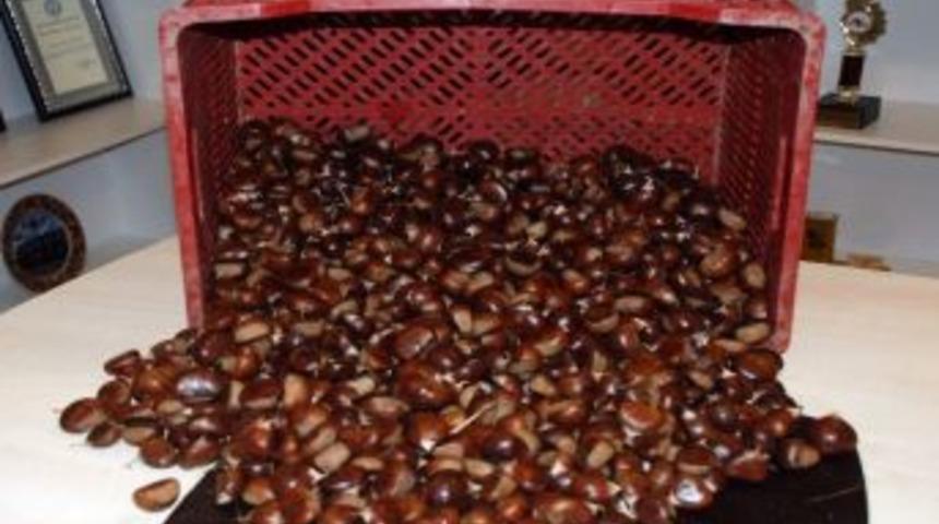 Sezonun İlk Kestanesi Borsaya Teslim Edildi