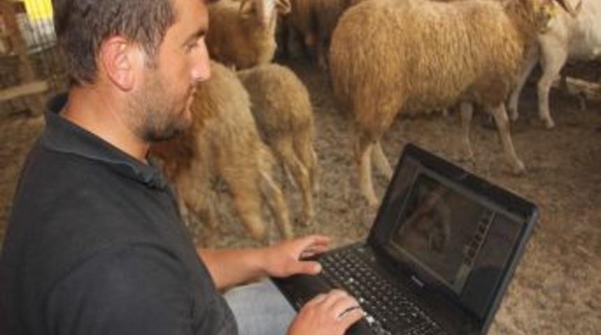 'Tekno&ccedil;oban' Kurbanlıklarını Internetten Satıyor