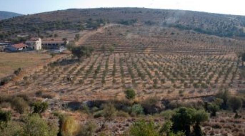 Petkim Beş Yılda 500 D&ouml;n&uuml;m Orman Kuracak