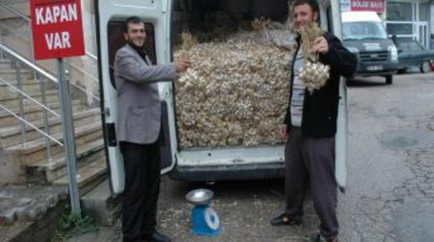 Kış Yaklaştı, Taşk&ouml;pr&uuml; Sarımsağına Ilgi Arttı