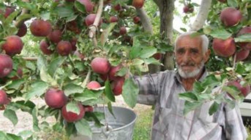 Yahyalı'da Elma Toplama Mevsimi Başladı