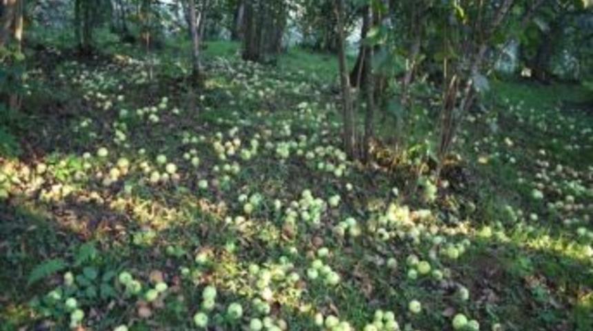 Giresun'da Elmanın &Uuml;retimi Var Ama T&uuml;kletimi Yok