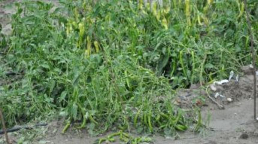 Tarsus&rsquo;ta Dolu 10 Bin Dekar Ekili Alana Zarar Verdi