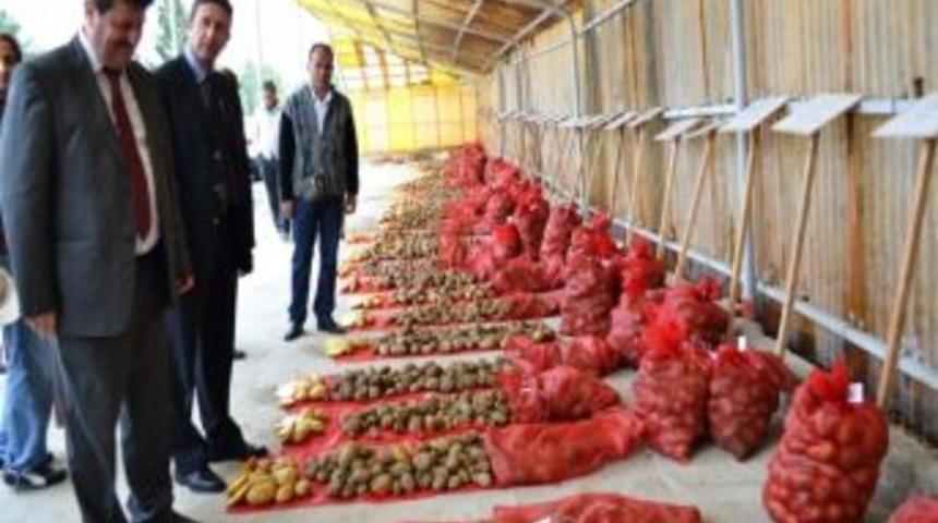 Niğde&rsquo;de Yerli Patates Tohumları Tanıtıldı