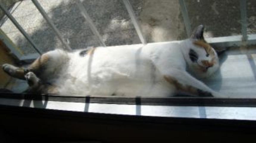 Garibin Garip Uykusu