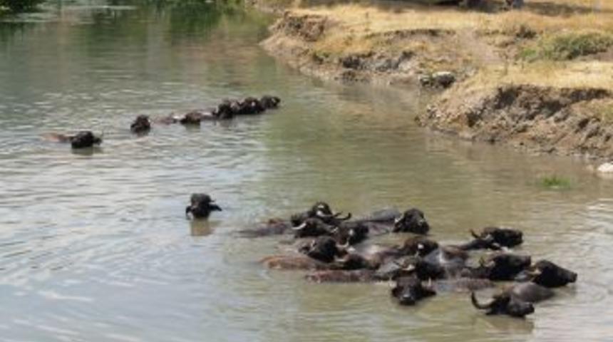 ORK&Ouml;Y, Afyon&rsquo;da 6 Aileye Manda Kredisi Verdi.