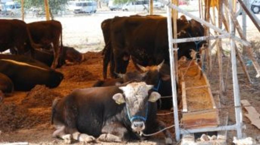 G&ouml;kdemir&rsquo;den Kurbanlık Uyarıları