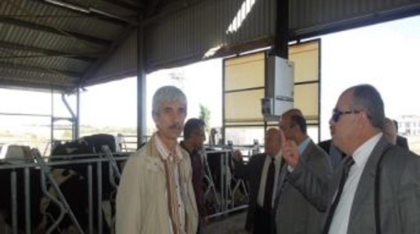 L&uuml;leburgaz&rsquo; Da Modern Hayvan &Ccedil;iftliklerinde İnceleme