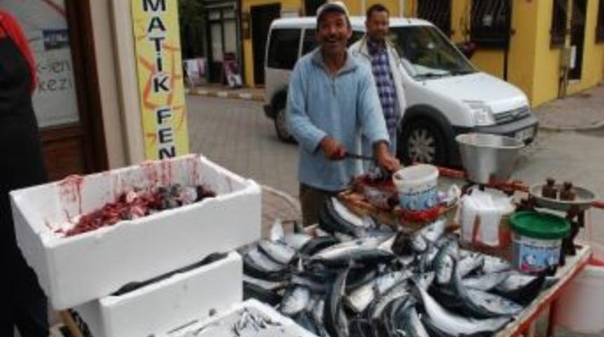 Mudanya'da Palamut Bereketi