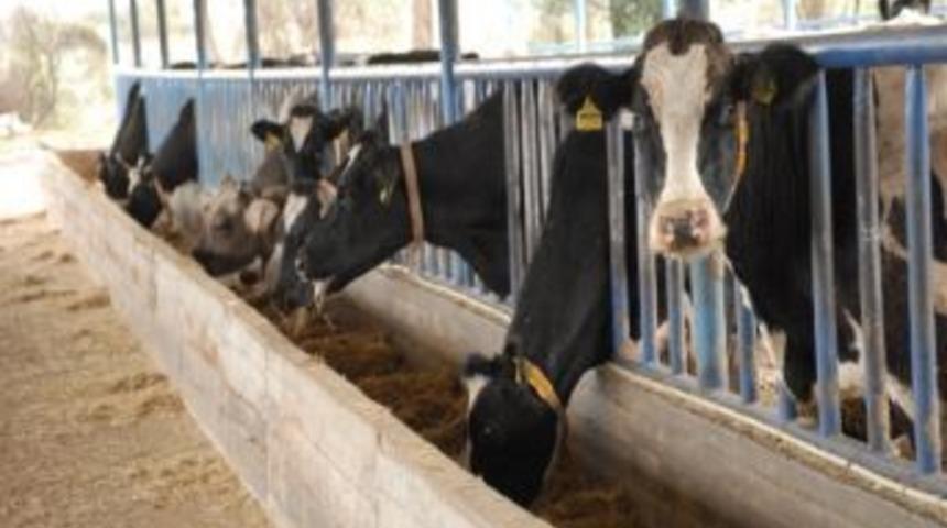 Hayvan Yetiştirici Fiyatlardaki Durgunluktan Şikayet&ccedil;i