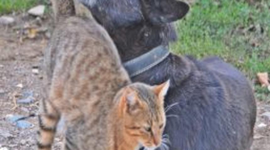 Kedi İle K&ouml;peğin Dostluğu G&ouml;renleri Şaşırttı