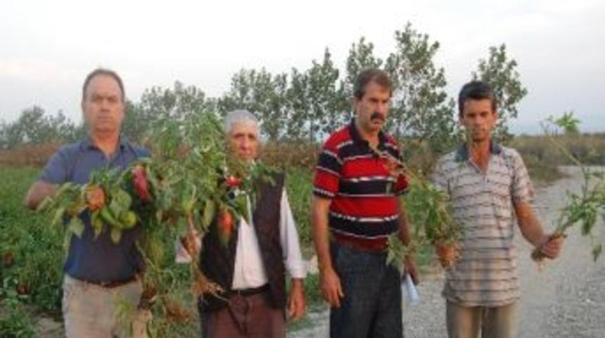 Suda Tespit Edilen &ldquo;bor&rdquo; &Ccedil;ift&ccedil;iyi Yaktı