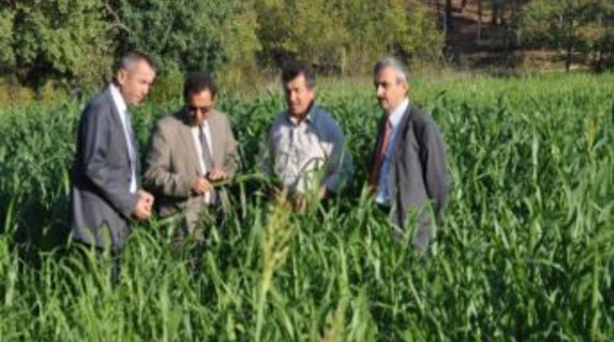 Tarım M&uuml;d&uuml;r&uuml; Safranbolu&rsquo;da İncelemelerde Bulundu
