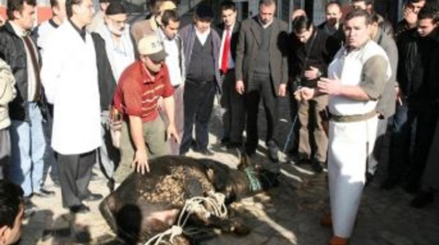 Esenler&rsquo;de Kurban Hazırlıkları Tamam