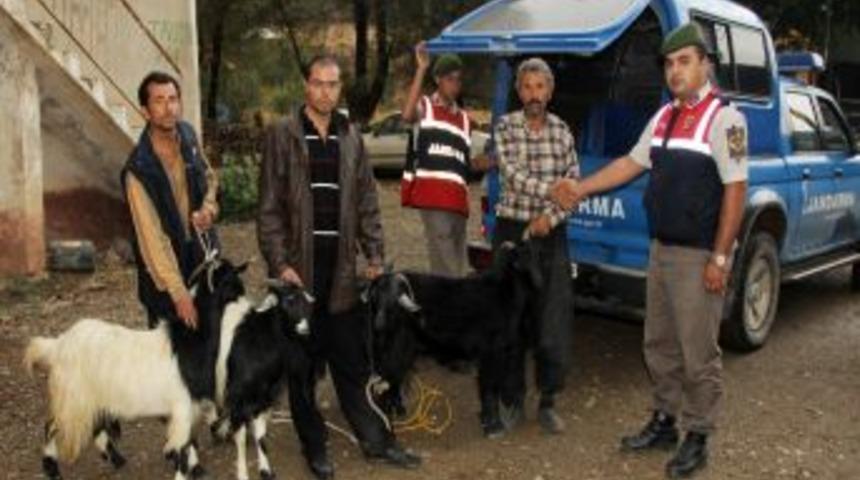 Jandarma Ke&ccedil;i Hırsızını Pazarda Yakaladı