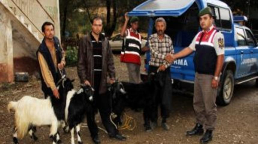 Adana'da Hayvan Hırsızlığı Operasyonu