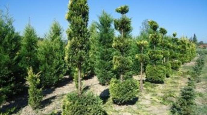 Pul Yapraklı Fidanlara Form Verildi