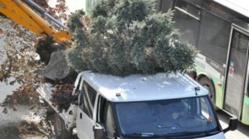 Bolu&rsquo;nun En İşlek Caddesi&rsquo;nde Ağa&ccedil;lar S&ouml;k&uuml;l&uuml;yor