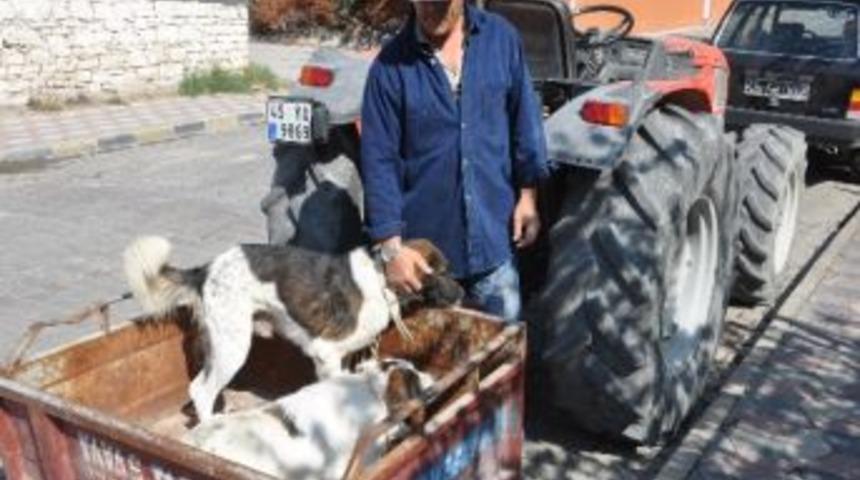 Soma&rsquo;da K&ouml;pekler Kuduz Tehlikesine Karşı Aşılandı