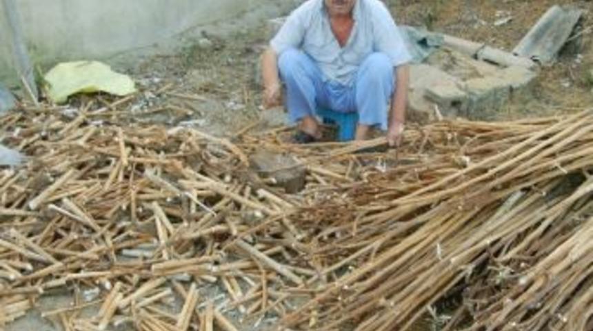 Trakya İnsanı Ay&ccedil;i&ccedil;eği Sapından Vazge&ccedil;emiyor