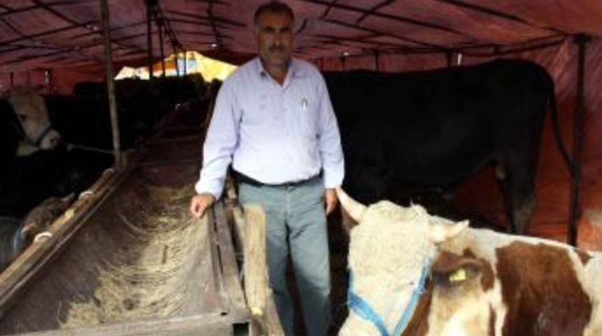 Karslı Celep, Kurbanlık Satarak &Ccedil;ocuklarını &Uuml;niversitede Okutuyor