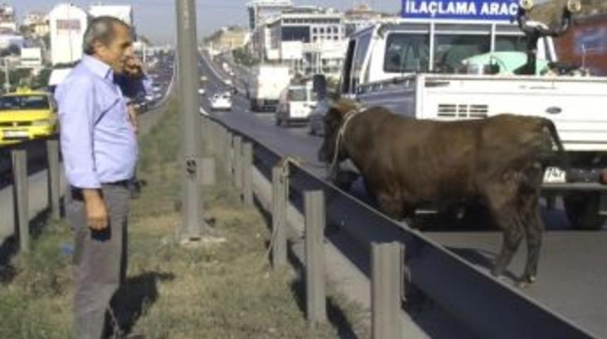 Kurbanlık Boğa E-5&rsquo;i Birbirine Kattı