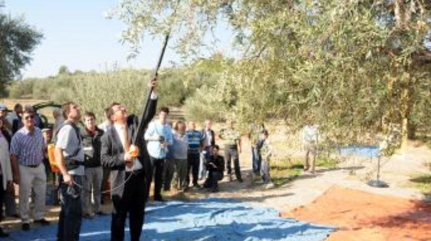 G&uuml;rmen: Zeytinyağının Kilosuna 1 Lira, Zeytine 20 Kuruş Prim Bekliyoruz