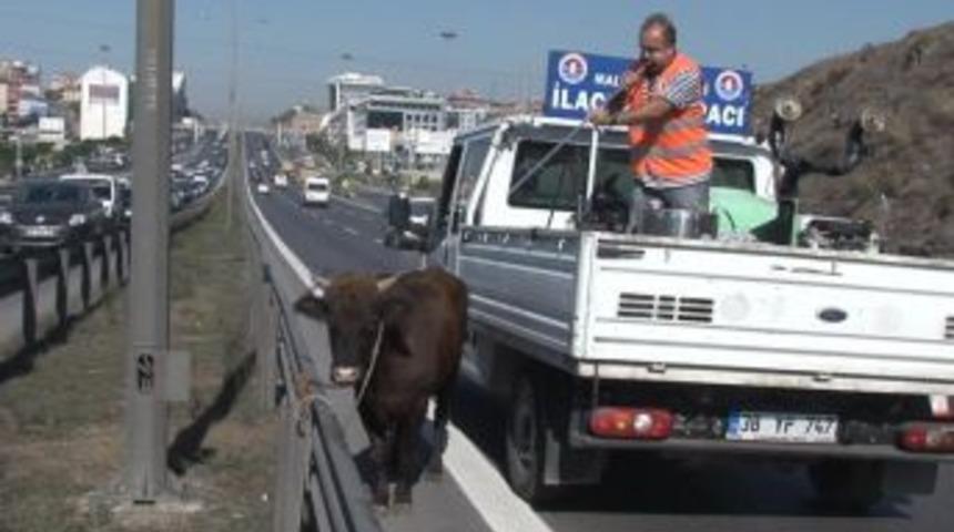 Kızgın Boğa 13 Saat Sonra Yakalandı