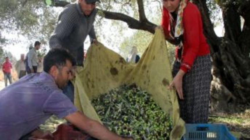 Akhisar&rsquo;da 4. Hasat Coşkusu