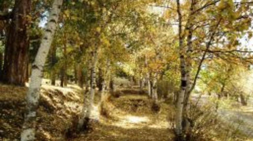 Sarıkamış'ta Sarı&ccedil;am Ormanı Sonbaharda B&uuml;y&uuml;l&uuml;yor