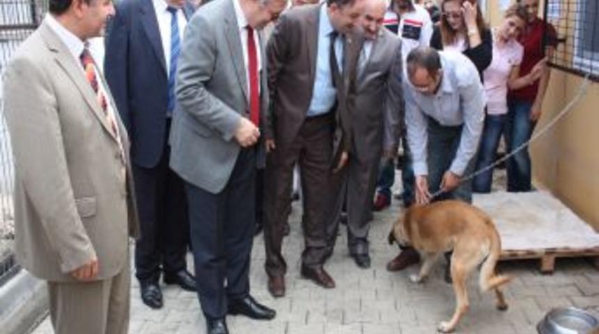 Sokak K&ouml;peklerinin De Artık Bir Evi Var