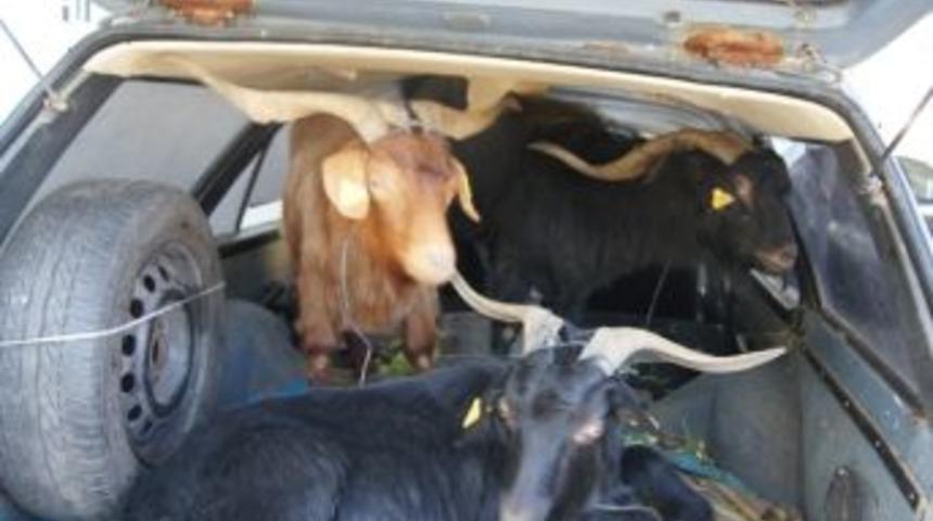 Hayvan Hırsızları Jandarma Engeline Takıldı