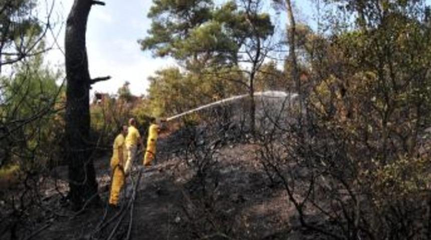 Tarlada Alev Alan Trakt&ouml;r Ormanı Yaktı