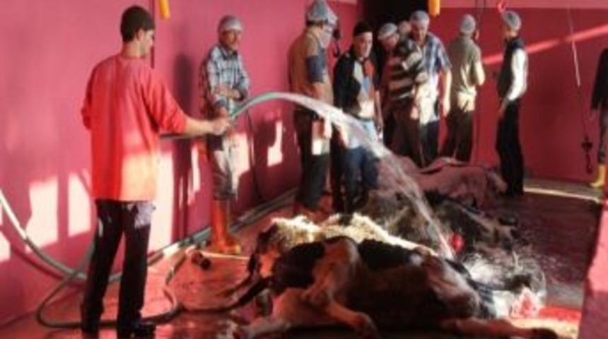 Kurbanda Yetimleri Sevindirin
