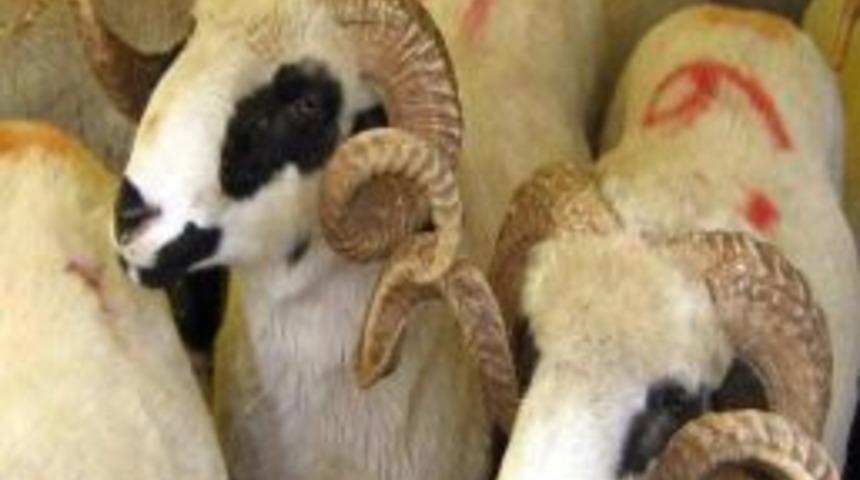 Odunpazarı Belediyesi'nden Kurban Bayramı Hazırlığı