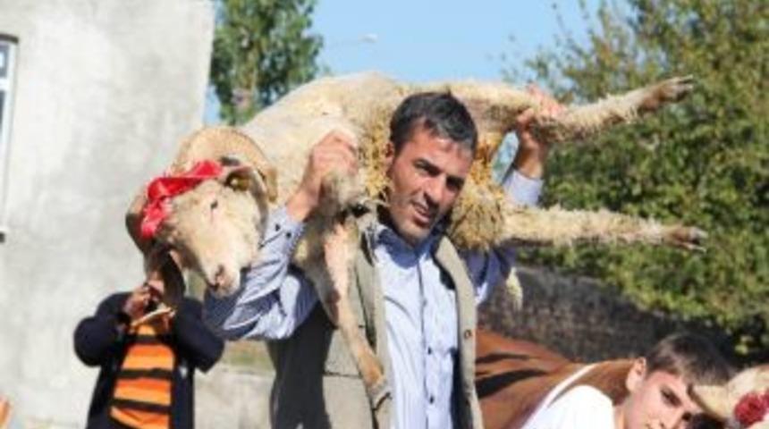İki Boğa Alana Bir Boğa İle &Uuml;&ccedil; Ko&ccedil; Hediye